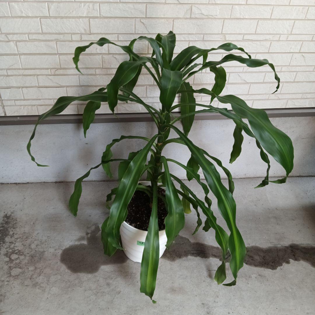 観葉植物 中程度の高さの緑の葉　幸福の木　マッサン　ゲアナ