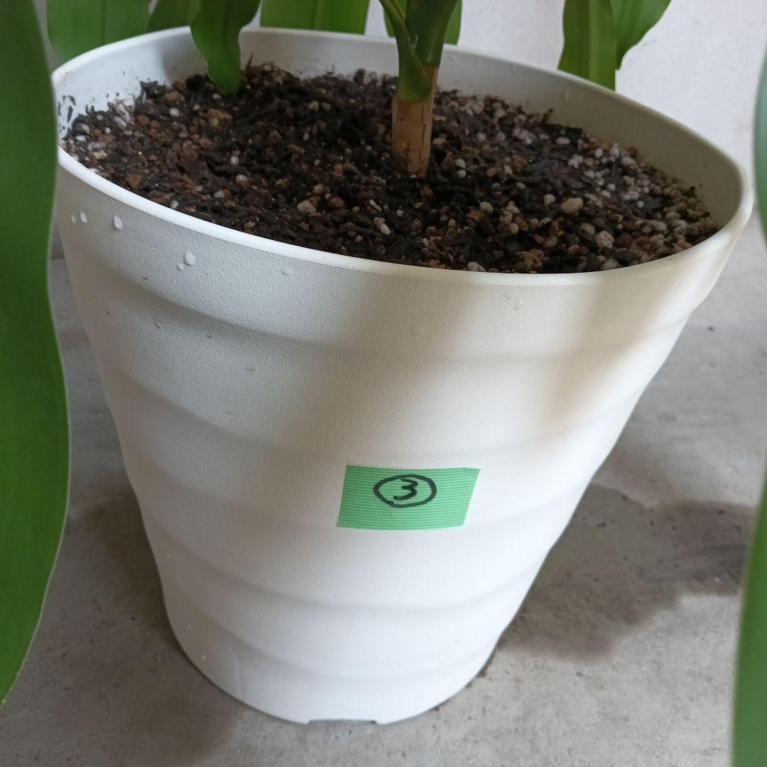 観葉植物 中程度の高さの緑の葉　幸福の木　マッサン　ゲアナ