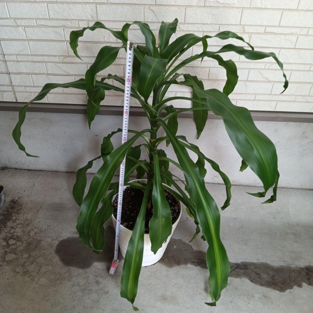 観葉植物 中程度の高さの緑の葉　幸福の木　マッサン　ゲアナ