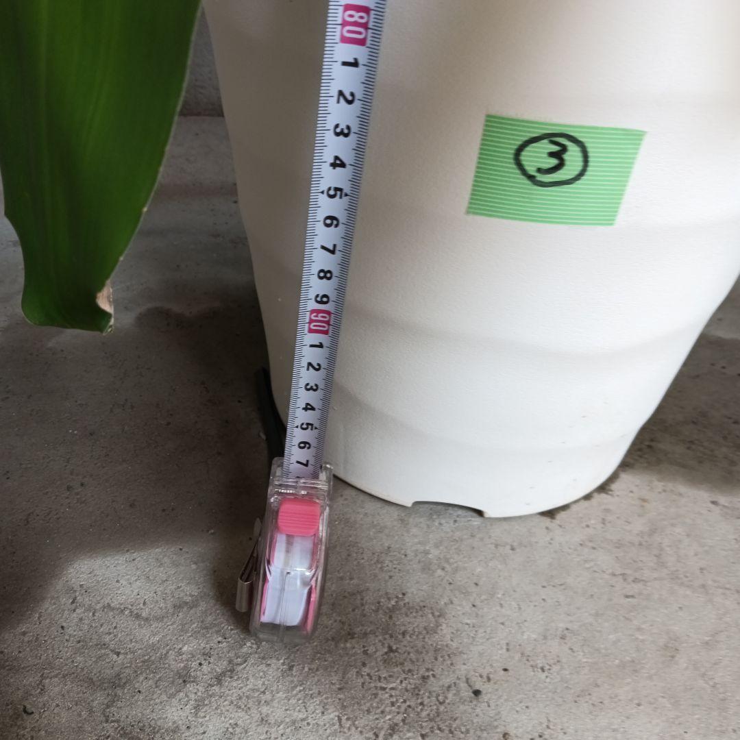 観葉植物 中程度の高さの緑の葉　幸福の木　マッサン　ゲアナ