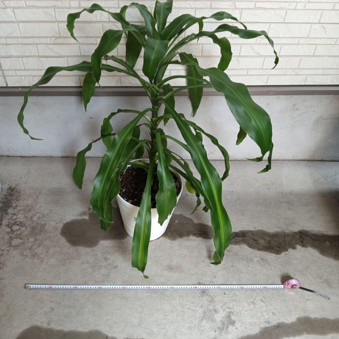 観葉植物 中程度の高さの緑の葉　幸福の木　マッサン　ゲアナ