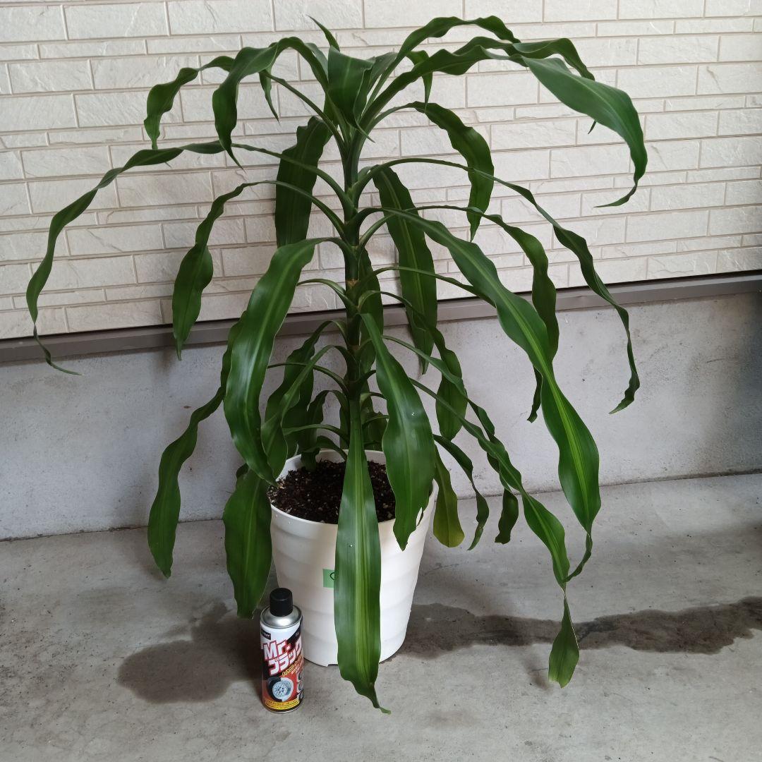 観葉植物 中程度の高さの緑の葉　幸福の木　マッサン　ゲアナ