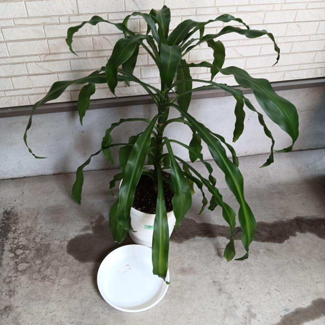 観葉植物 中程度の高さの緑の葉　幸福の木　マッサン　ゲアナ