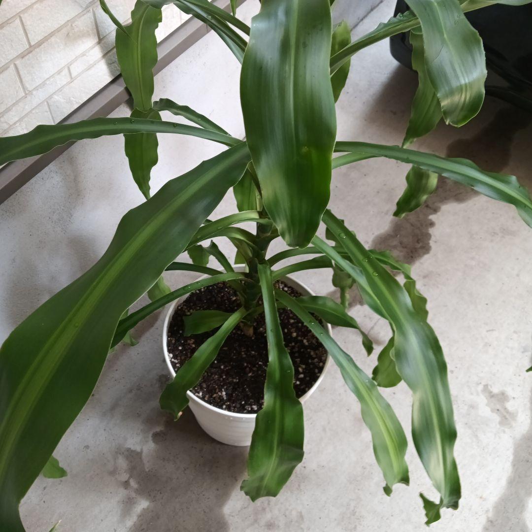 観葉植物 中程度の高さの緑の葉　幸福の木　マッサン　ゲアナ