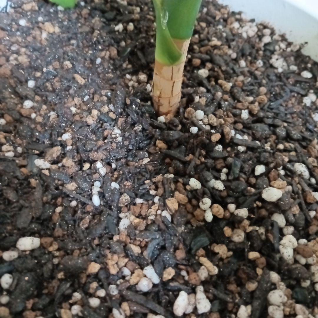 観葉植物 中程度の高さの緑の葉　幸福の木　マッサン　ゲアナ