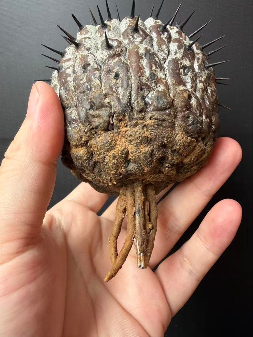 限定発売 コピアポア　黒王丸　Copiapoa cinerea手作り樹脂粘土