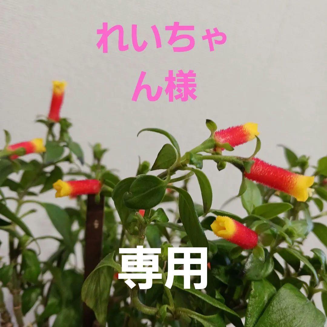 マネッティア苗