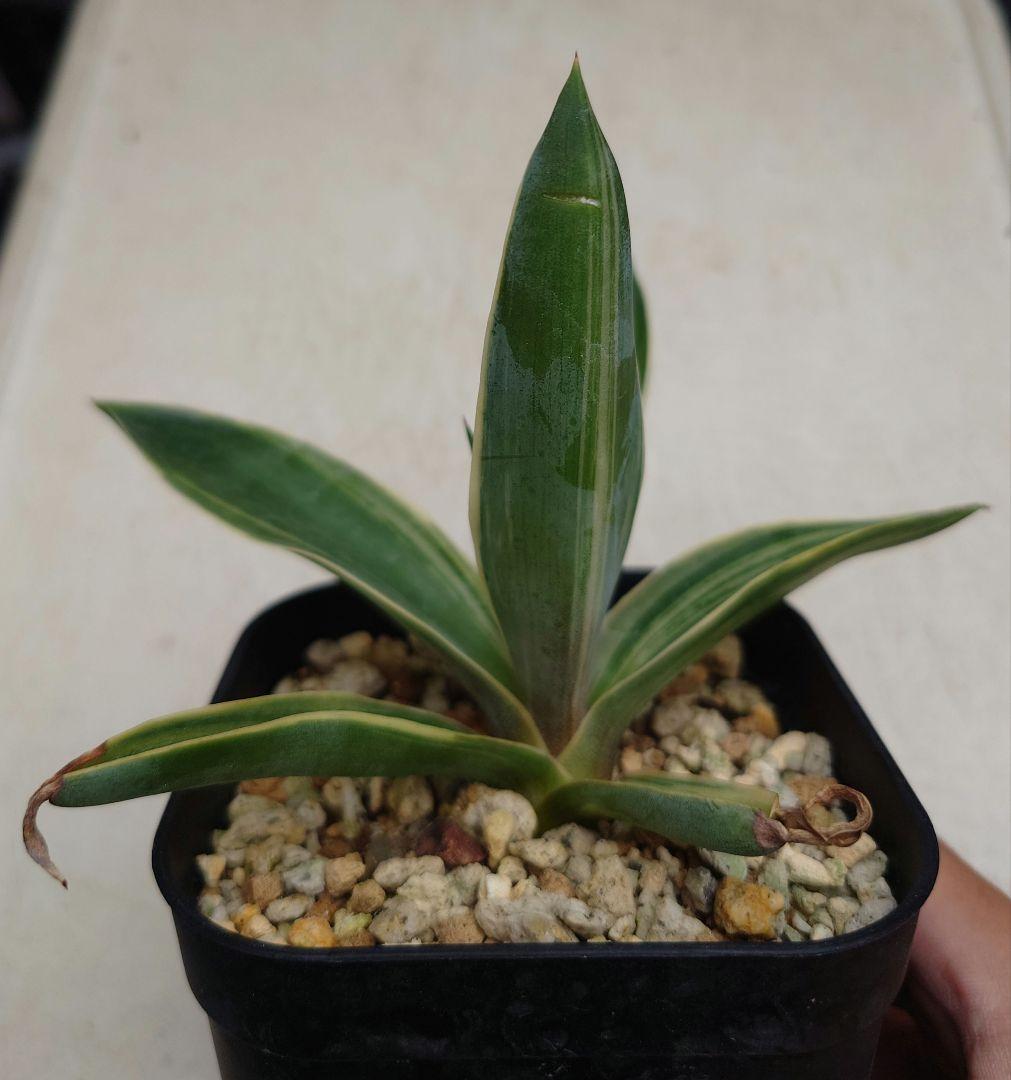 02 アガベ　デスメティアーナ　縞斑　糊斑