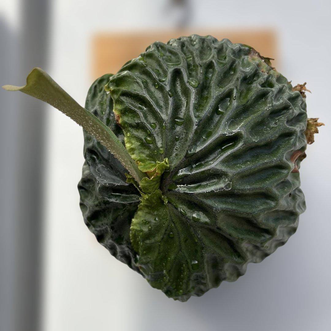 マダガスカリエンセ　ビカクシダ　胞子培養苗　胞子葉新芽