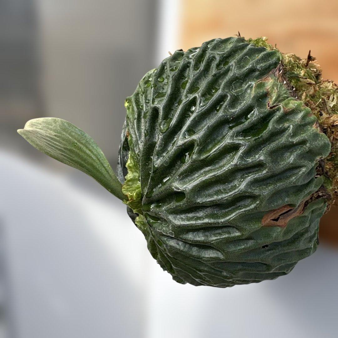 マダガスカリエンセ　ビカクシダ　胞子培養苗　胞子葉新芽