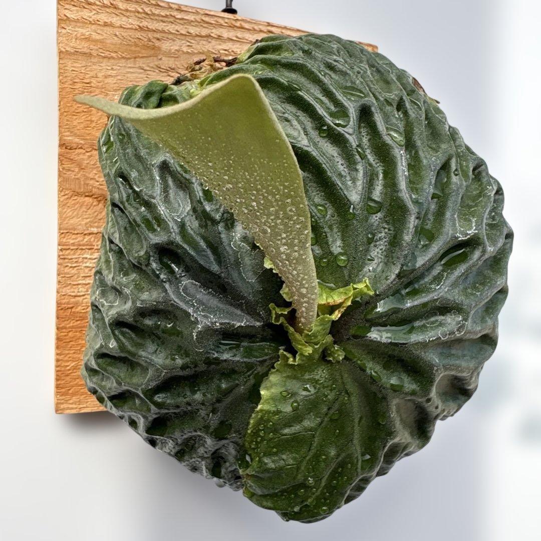 マダガスカリエンセ　ビカクシダ　胞子培養苗　胞子葉新芽