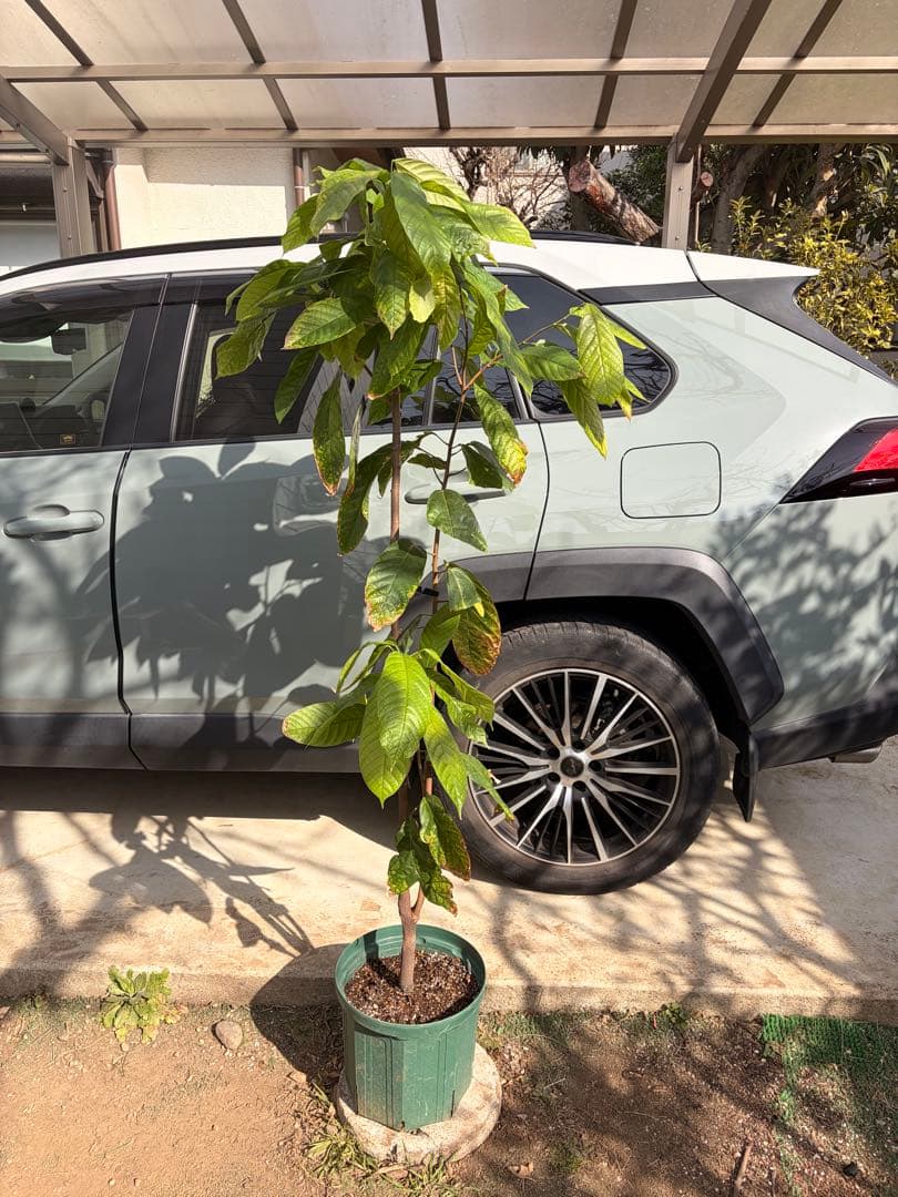 1.5mサイズ特大カカオの木 フォラステロ種