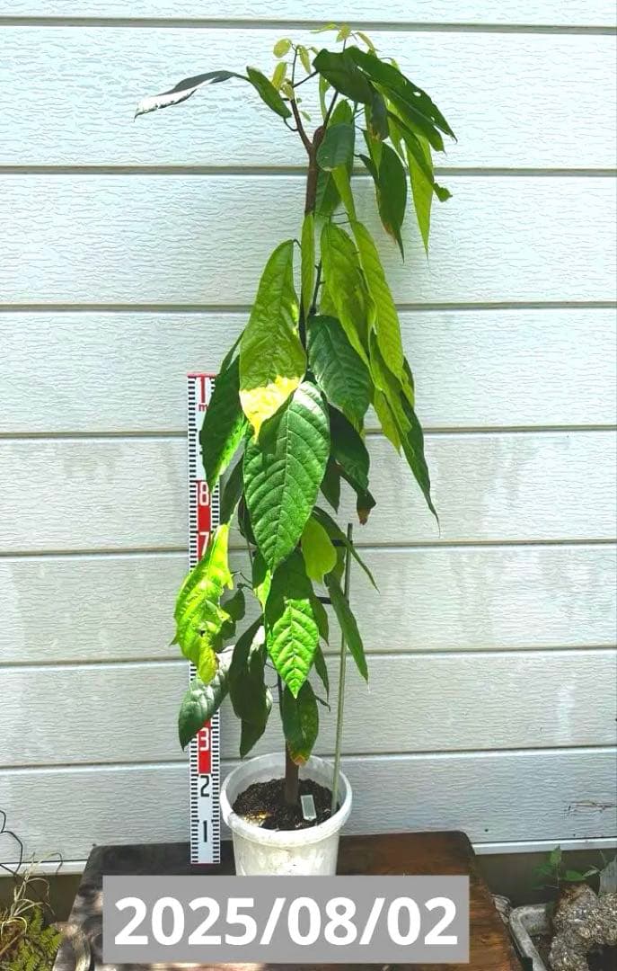 1.5mサイズ特大カカオの木 フォラステロ種