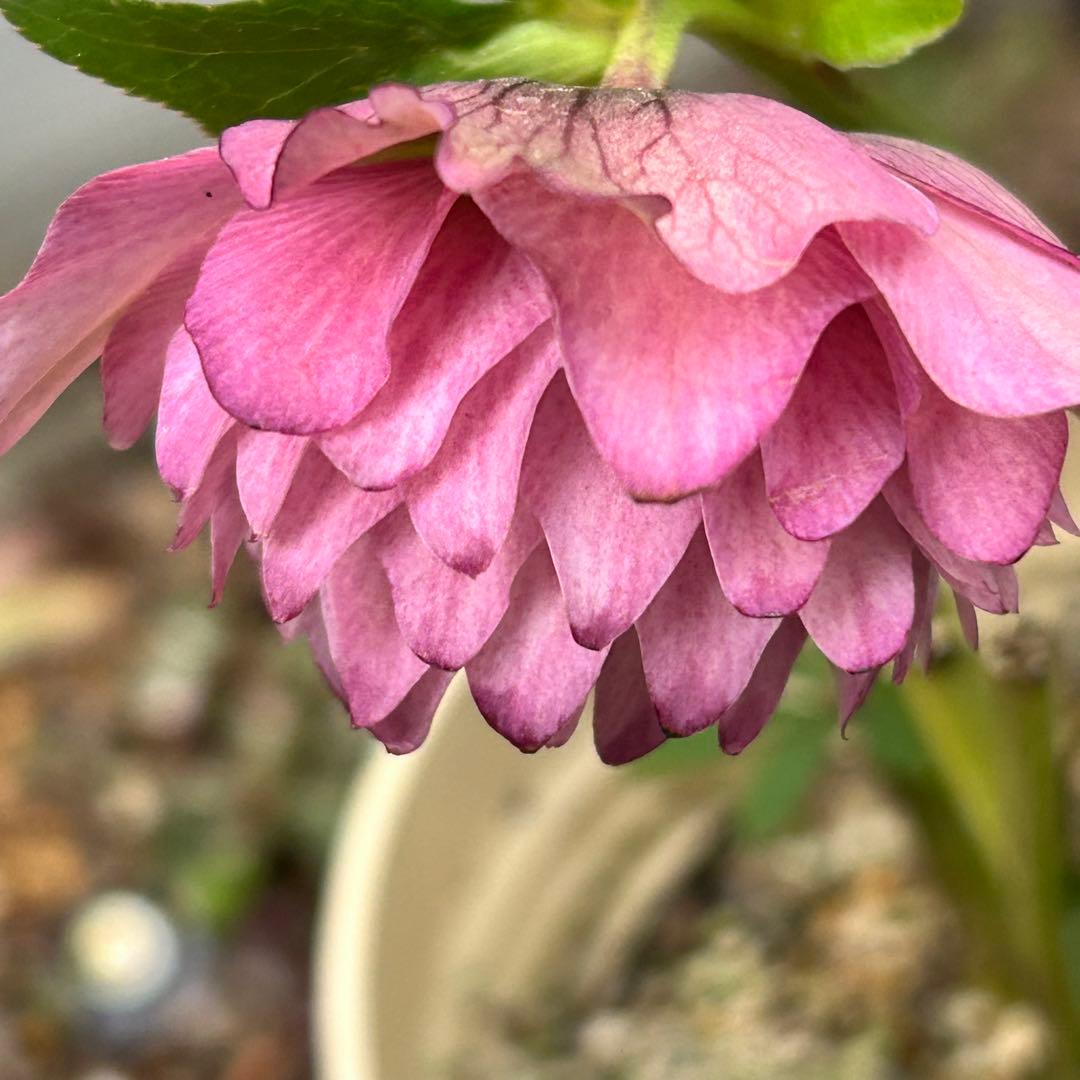 超多弁クリスマスローズ　花3 つぼみ10 78番