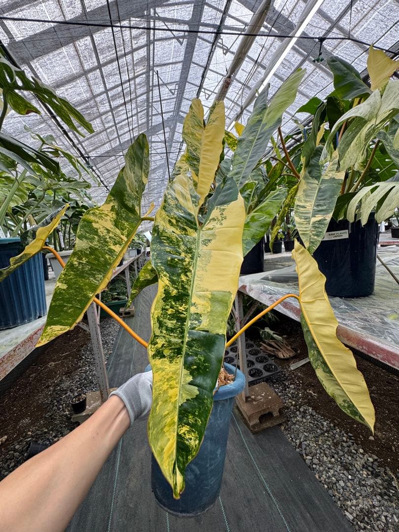 フィロデンドロン　ビレッティア　美斑入り　親株サイズ　送料込み