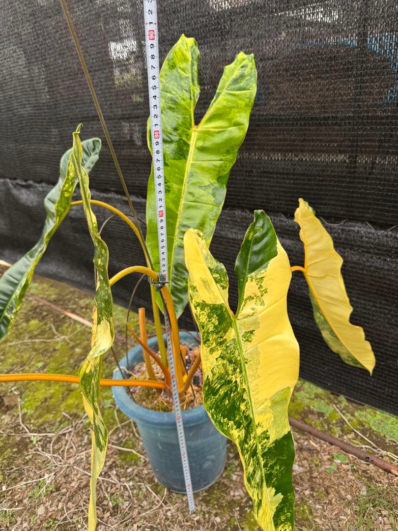 フィロデンドロン　ビレッティア　美斑入り　親株サイズ　送料込み