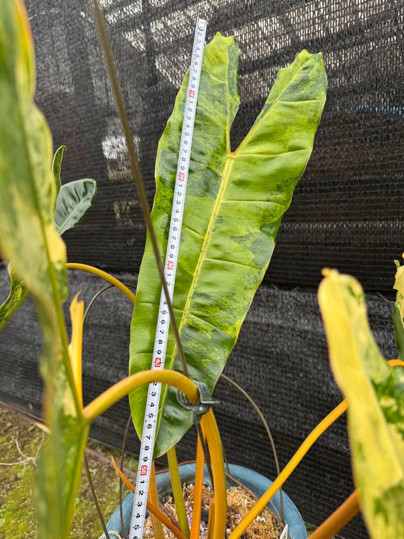 フィロデンドロン　ビレッティア　美斑入り　親株サイズ　送料込み