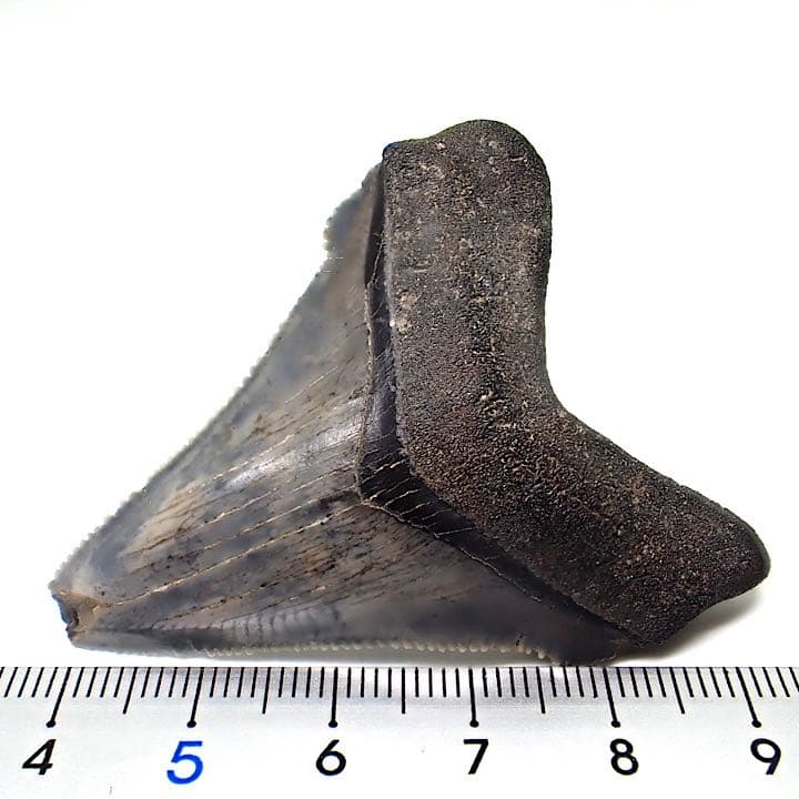 【アメリカ産】メガロドンの歯の化石