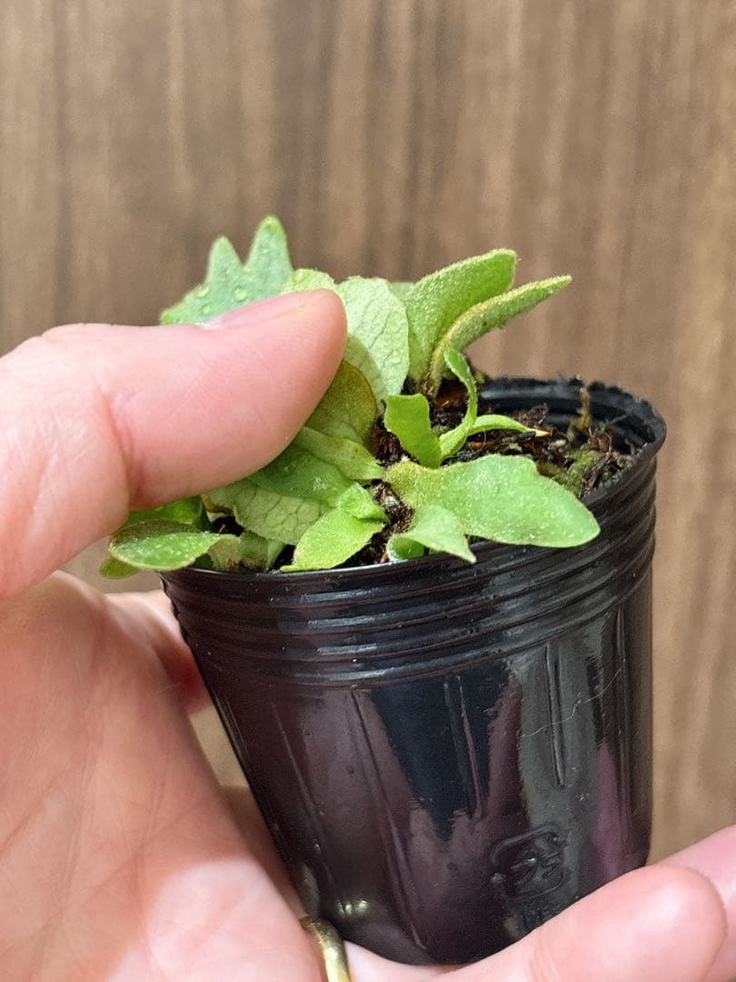 群生 willinckii OMG×Nano spore dwarf ビカクシダ