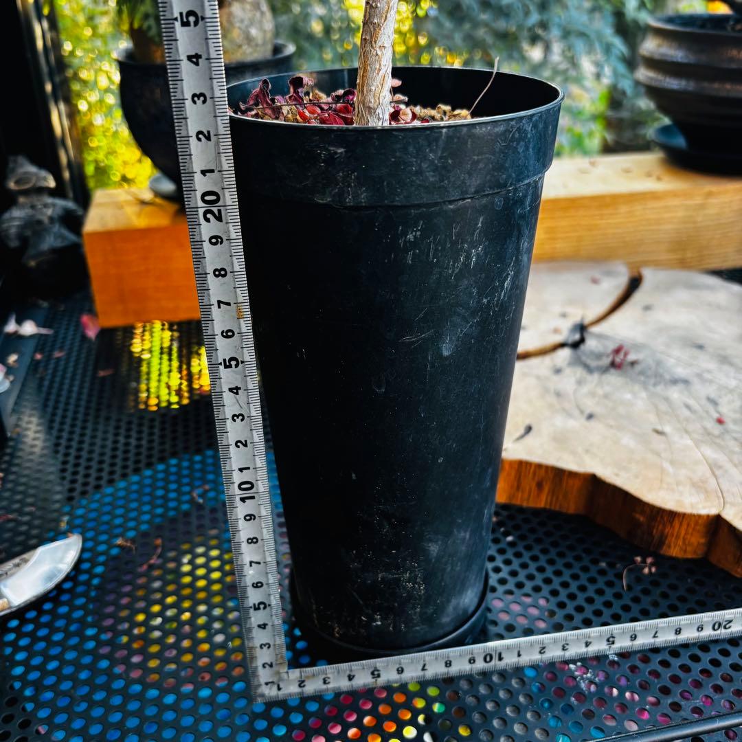 ayuma 実生 オペルクリカリア ムルチジュガ