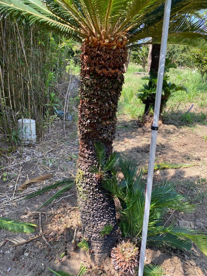 蘇轍ダブルヘッド　引き取り限定ソテツ