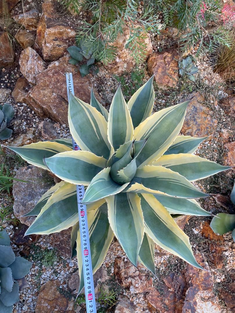 極上 オルカ大株 オバティフォリア大株　ドライガーデン　良型　地植え　格安