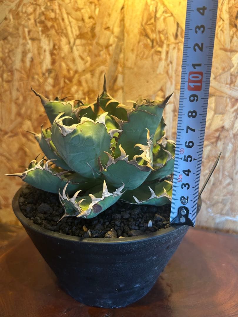 アガベ チタノタ　黒鯨　大株　子株付き
