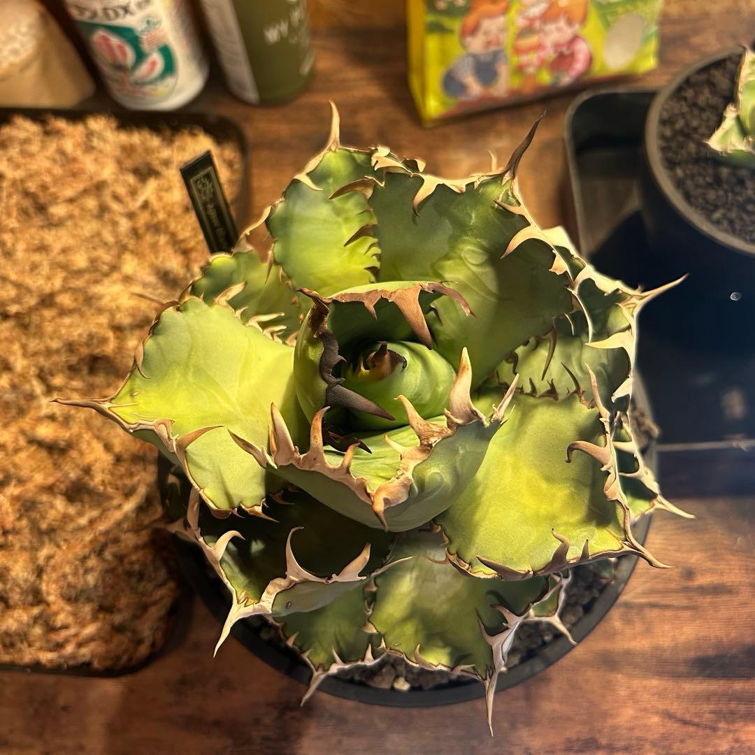 アガベ チタノタ　黒鯨　大株　子株付き