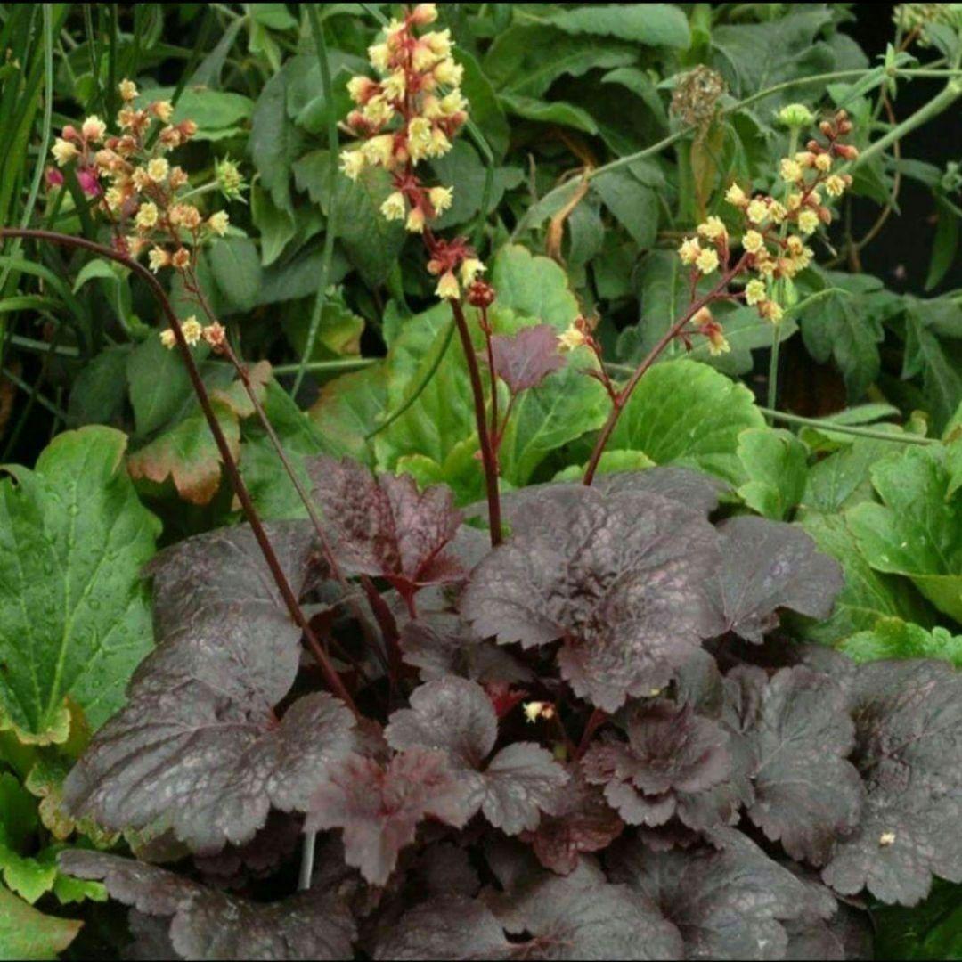 ヒューケラ　ゴッサムシティ　大苗 正規品ラベル付き