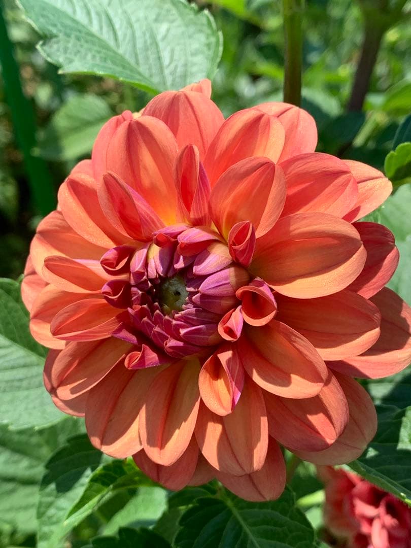 にんさま専売　特選ダリアナマハゲ30種