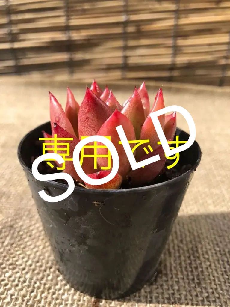 多肉植物 赤い子♡