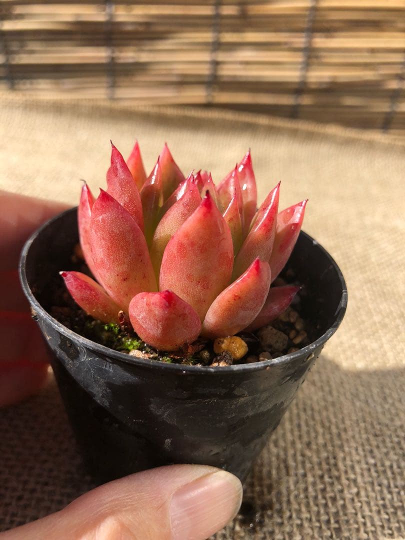 多肉植物 赤い子♡