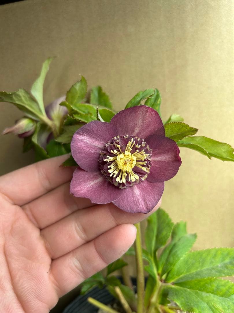 加藤農園 クリスマスローズ セミダブル 同梱推奨