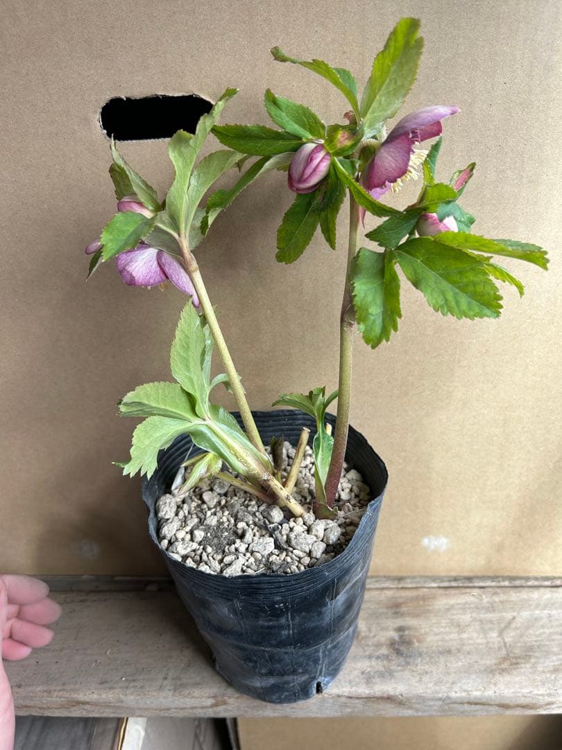 加藤農園 クリスマスローズ セミダブル 同梱推奨