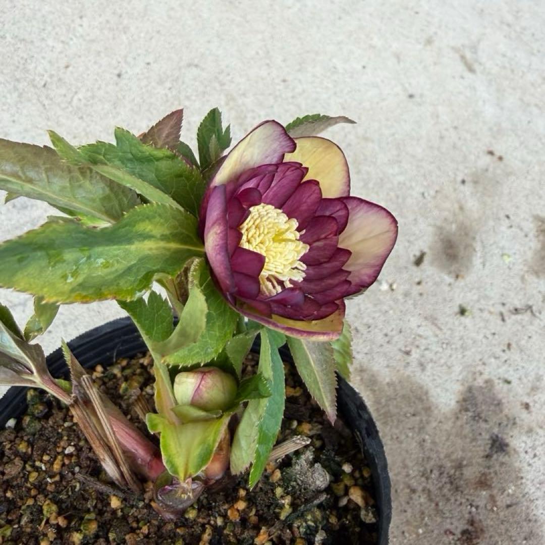 100 クリスマスローズ　開花株