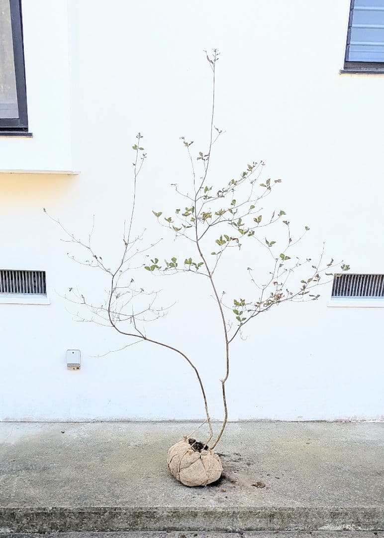 最終特価。山採りミツバツツジ。