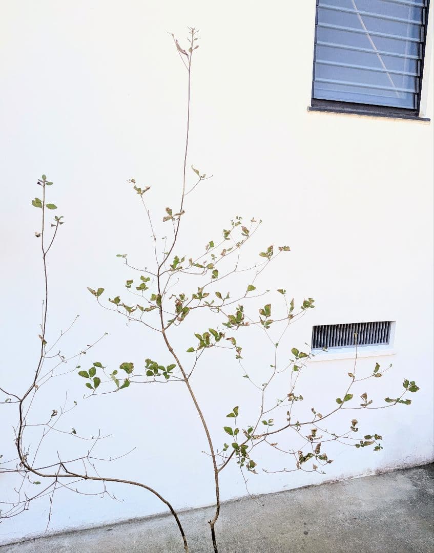 最終特価。山採りミツバツツジ。