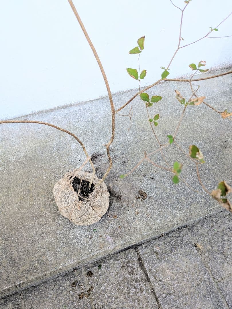 最終特価。山採りミツバツツジ。