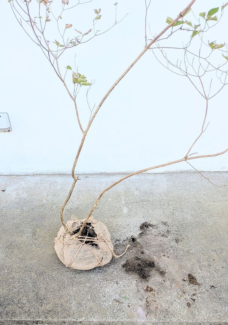 最終特価。山採りミツバツツジ。