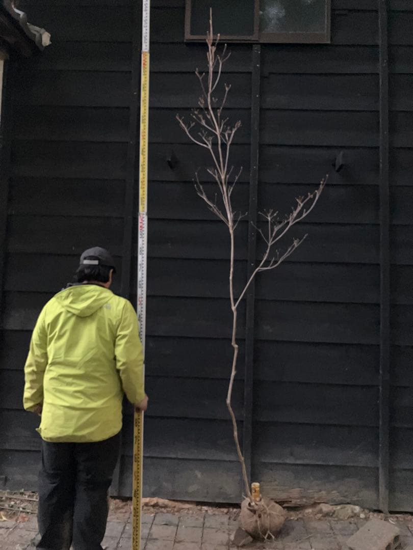 61 山採り　ミツバツツジ