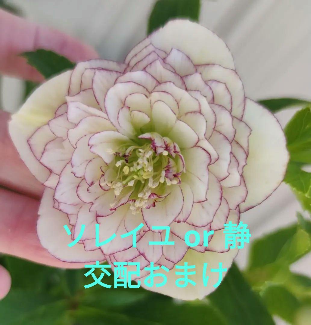 クリスマスローズ　超多弁ホワイトピコティ　交配おまけ