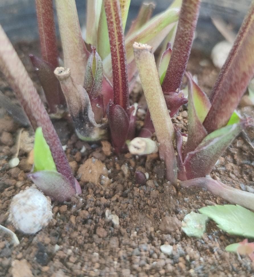 クリスマスローズ　超多弁ホワイトピコティ　交配おまけ