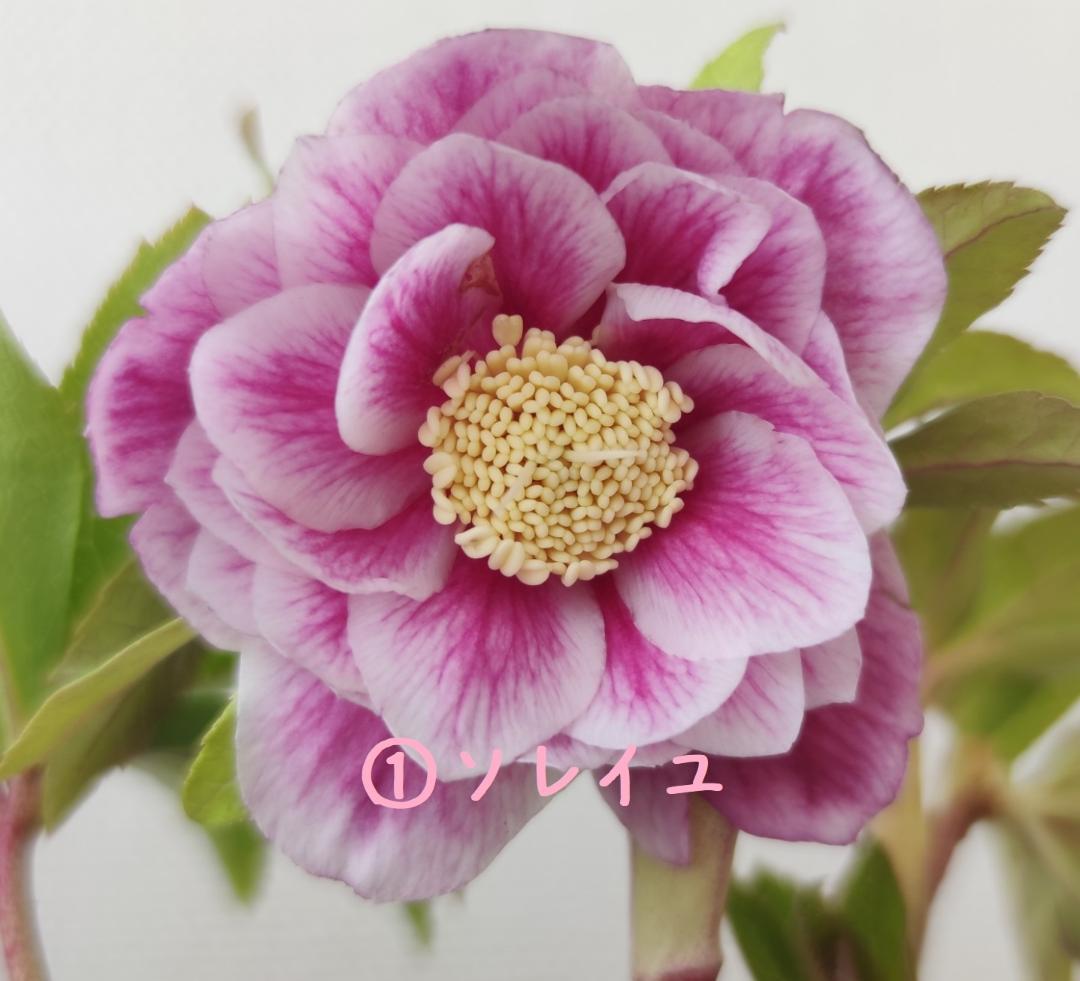 クリスマスローズ　超多弁ホワイトピコティ　交配おまけ