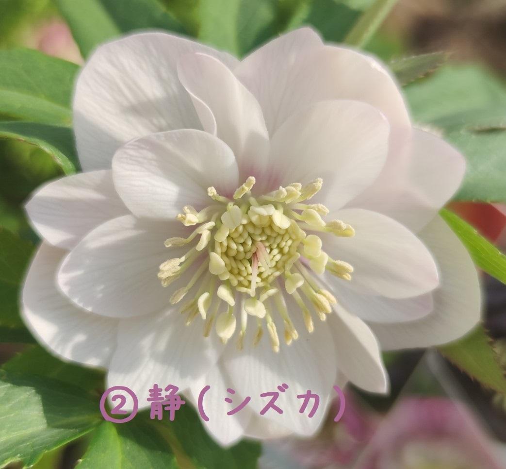 クリスマスローズ　超多弁ホワイトピコティ　交配おまけ