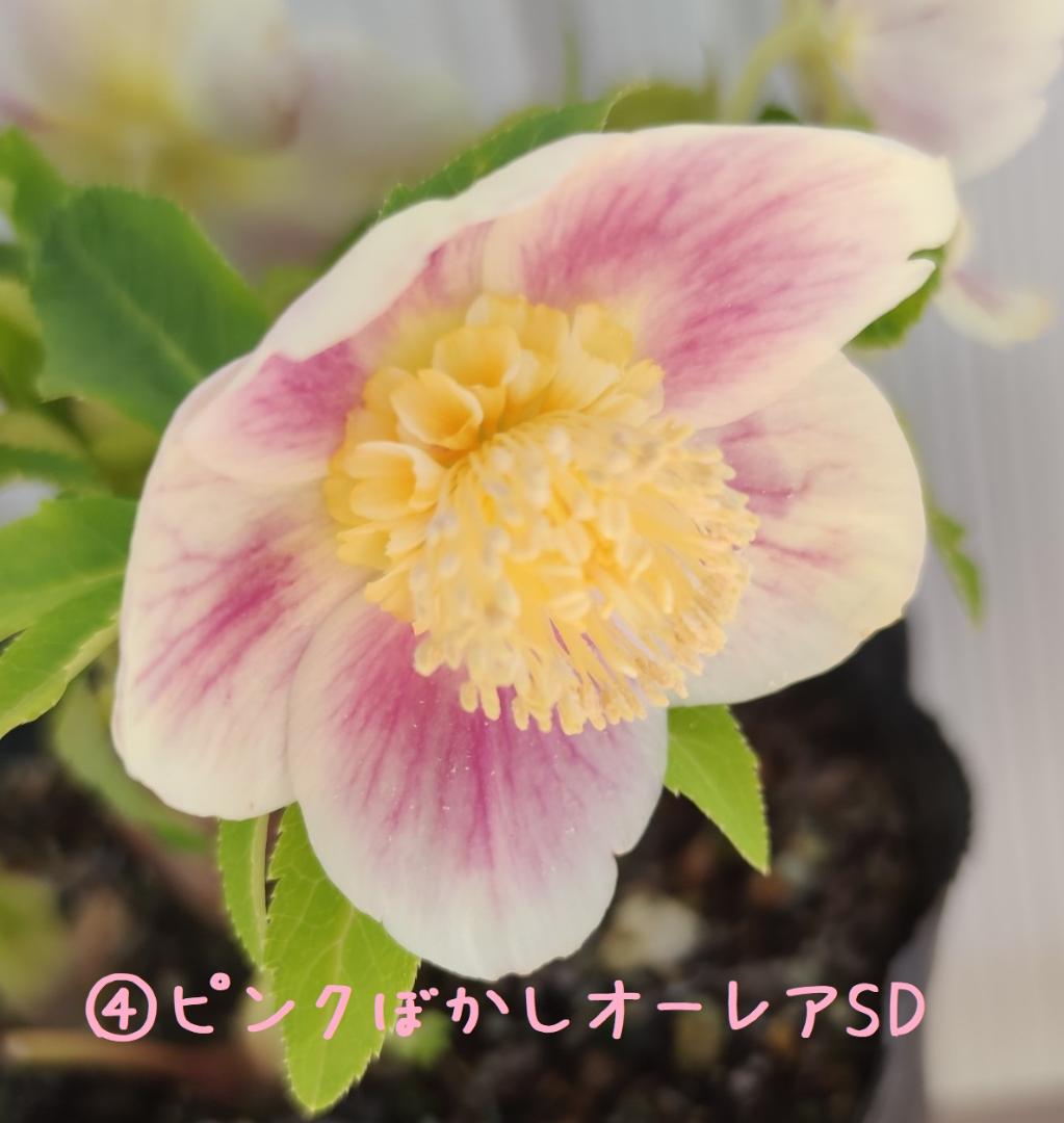 クリスマスローズ　超多弁ホワイトピコティ　交配おまけ