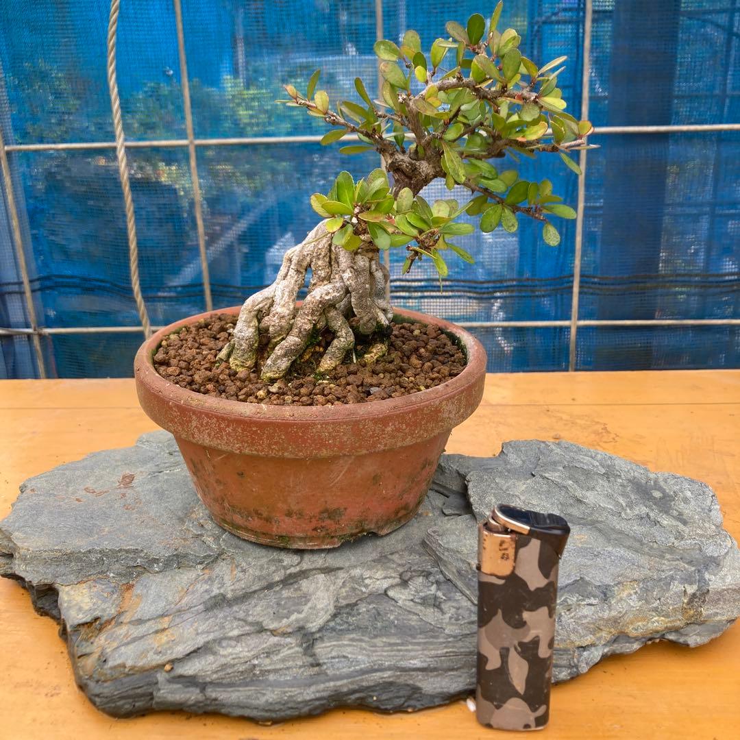 ハリツルマサキ