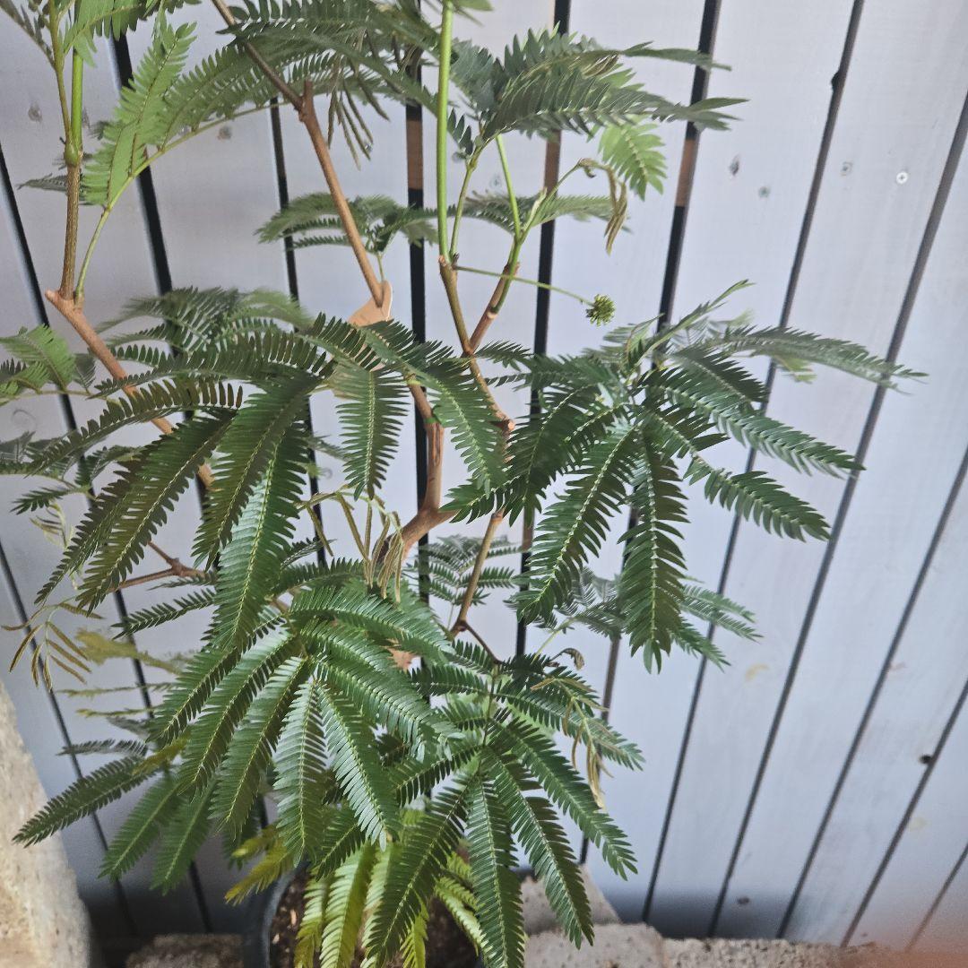 ⑥　エバーフレッシュ　8号曲がり仕立て最高等級　極太‼️