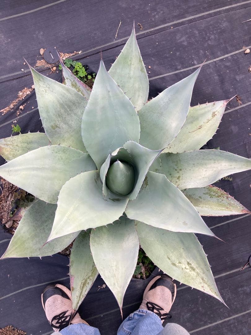 耐寒性アガベ オバティフォリア大株◇ドライガーデン多肉サボテン　ユッカ南国ヤシ島