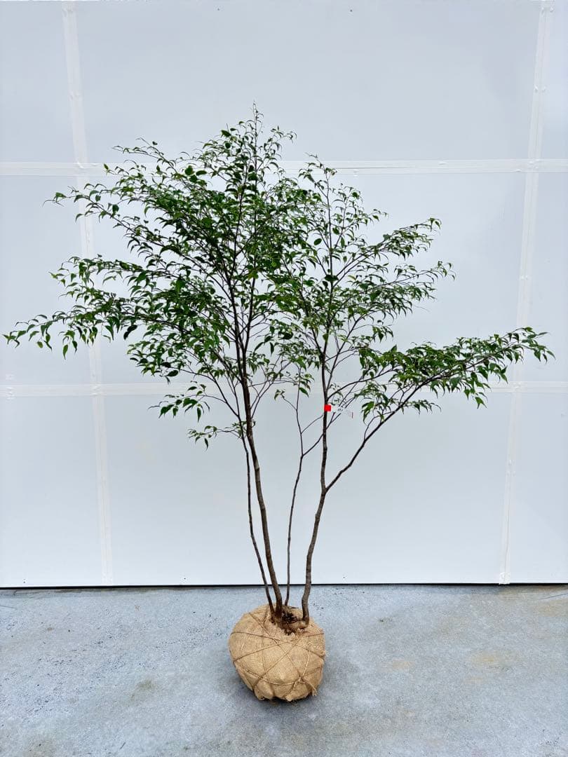 美しい樹形が魅力的 山採り ハイノキ 株立 693 樹高1.8m位 高級樹