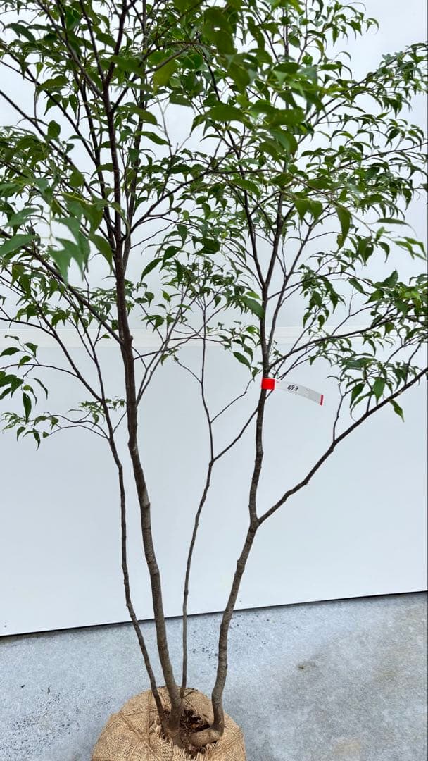 美しい樹形が魅力的 山採り ハイノキ 株立 693 樹高1.8m位 高級樹